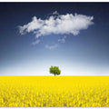 Surreal Canola Field