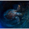 Hawksbill  sea turtle