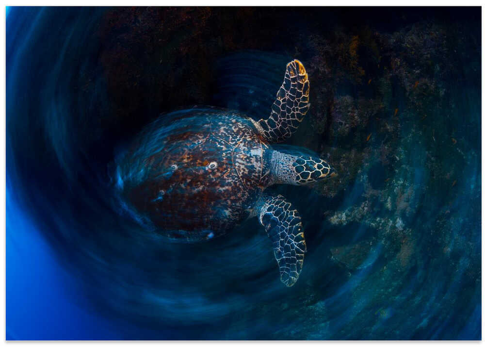 Hawksbill  sea turtle