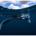 Manta ray