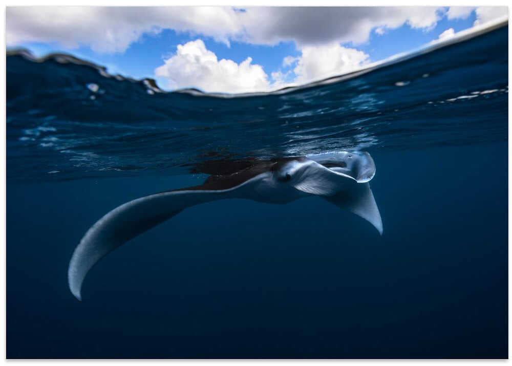 Manta ray
