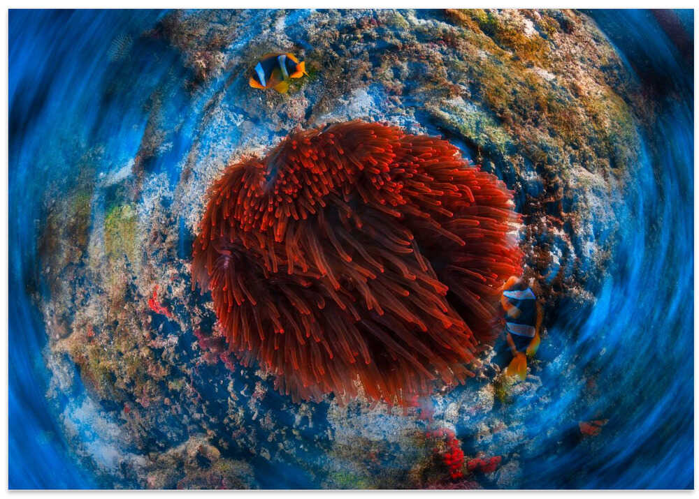 Red anemonfish