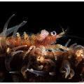 Zanzibar whip coral shrimp