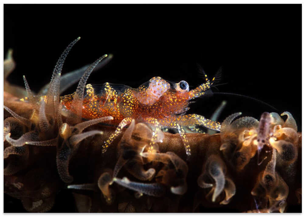 Zanzibar whip coral shrimp