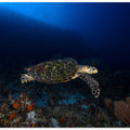 Hawksbill Turtle