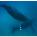 Humpback whales