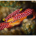 Red Spotted Guard Crab