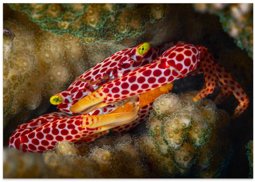 Red Spotted Guard Crab