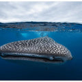 Whale Shark in split level
