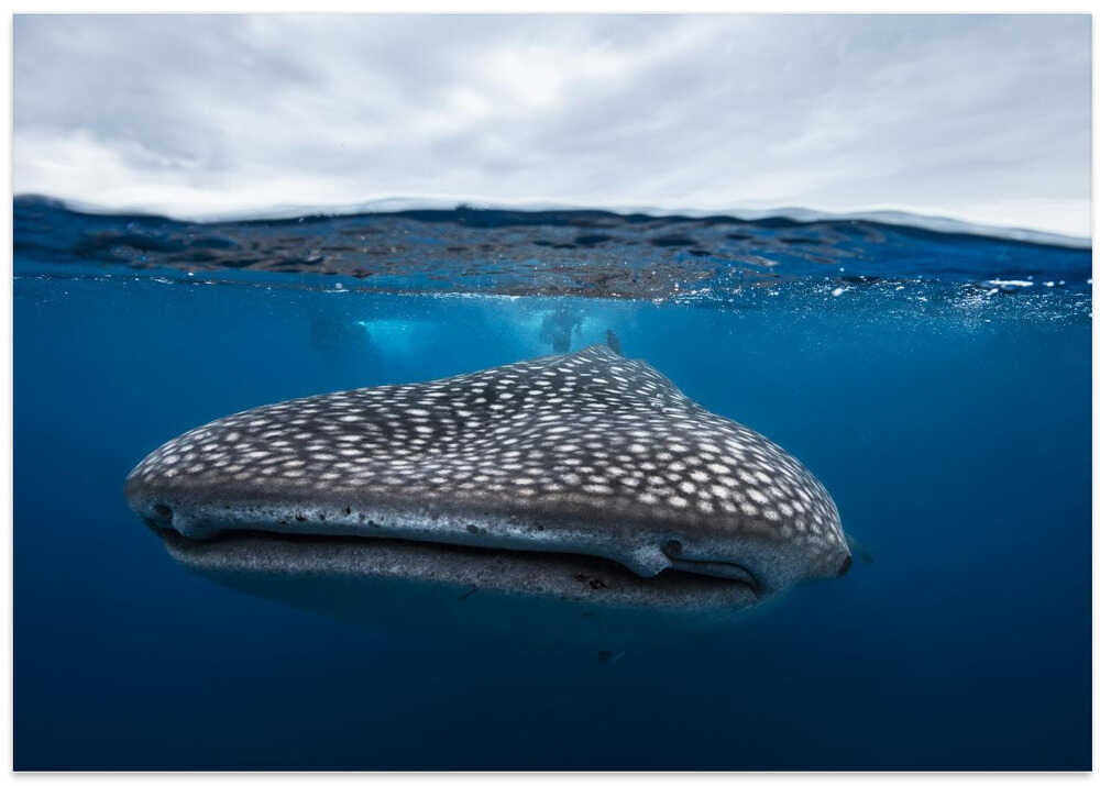 Whale Shark in split level