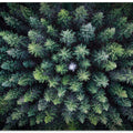 Dead tree surrounded by alive trees, drone photo.