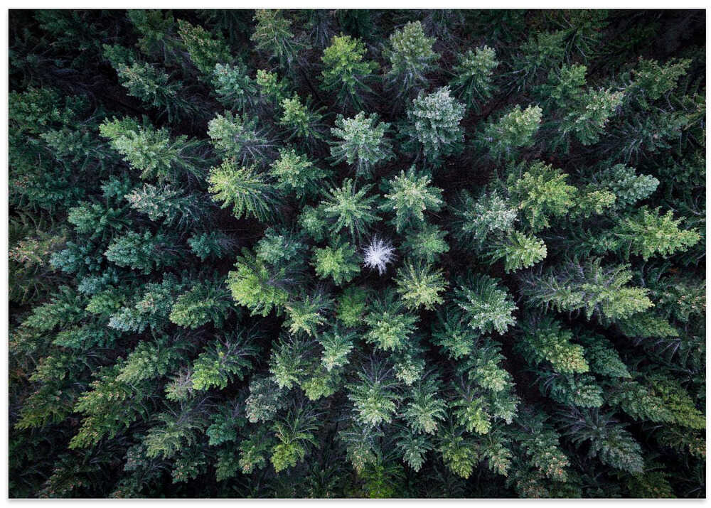 Dead tree surrounded by alive trees, drone photo.