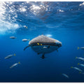 Whale shark escorted by a school of bonito