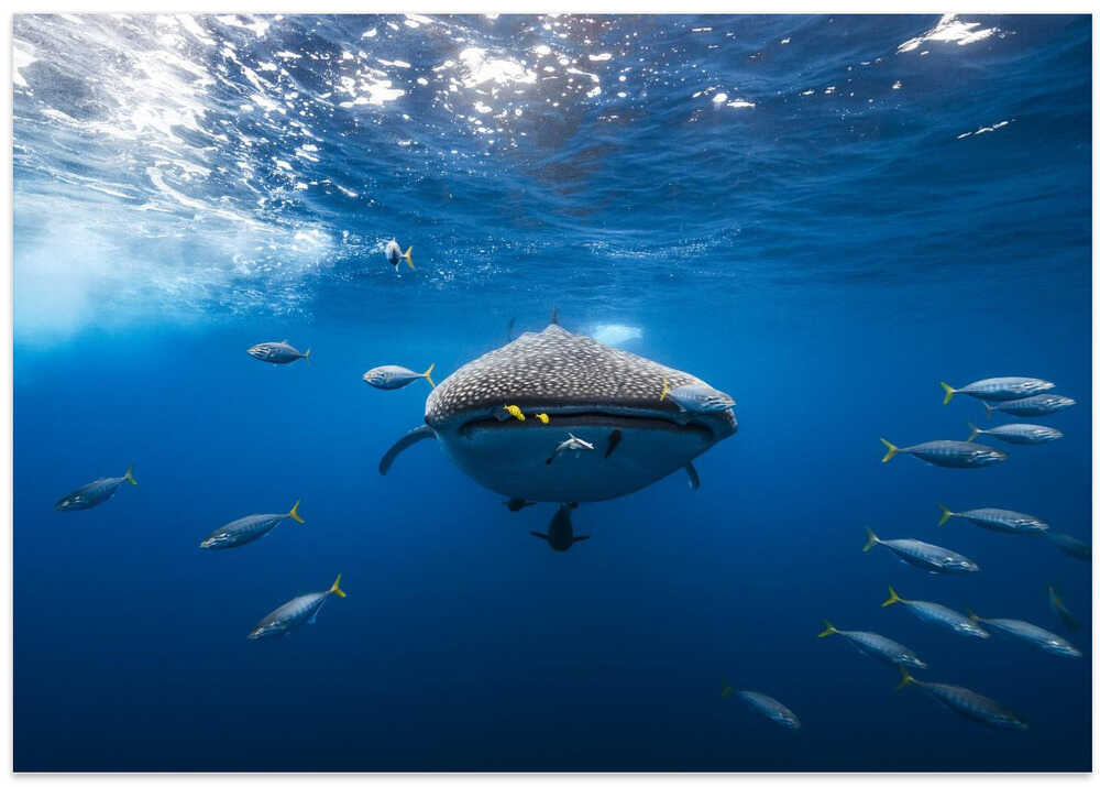 Whale shark escorted by a school of bonito