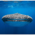 Face to Face with a whale shark
