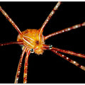 Spider squat lobster