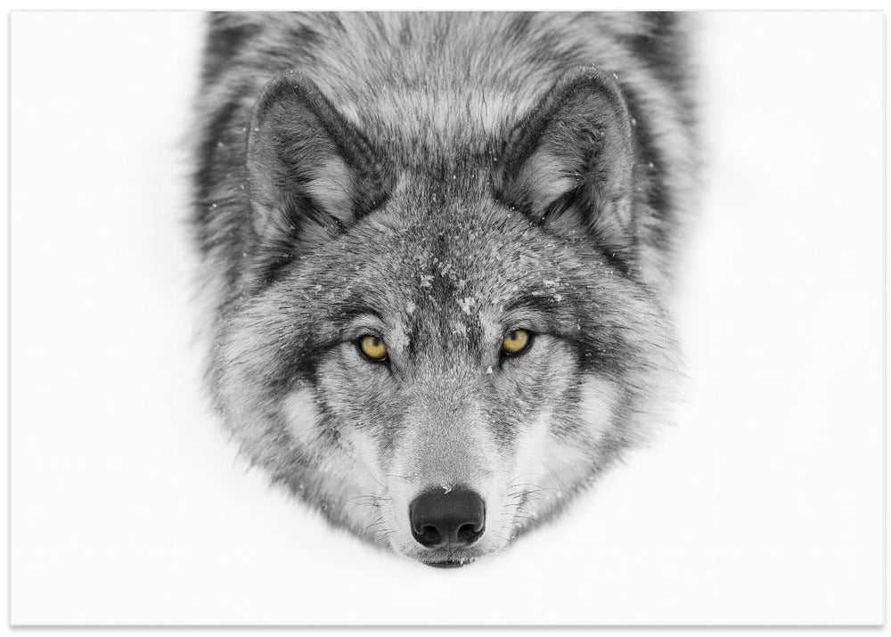 Yellow eyes - Timber Wolf