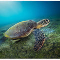 Green turtle