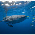 Tuna Shoal and whale shark