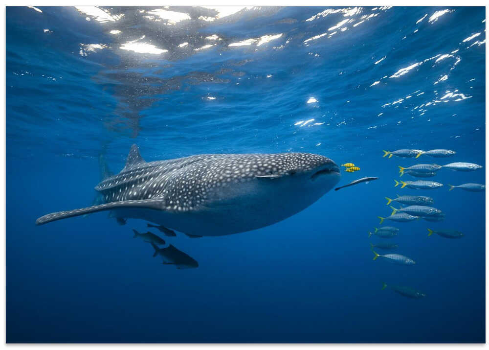 Tuna Shoal and whale shark