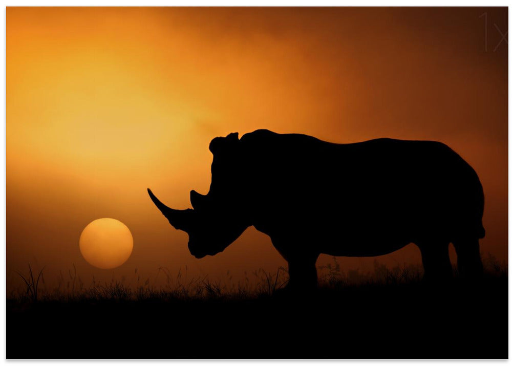 Rhino Sunrise