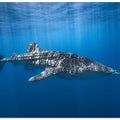 Whale shark in the blue