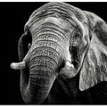 African Elephant
