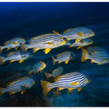 Oriental sweetlips