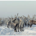 Reindeers