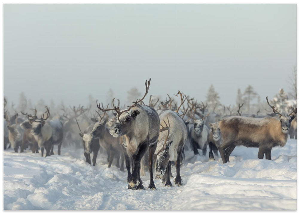 Reindeers