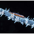 Whip coral  and its goby of the mesophotic zone