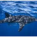 Whale shark : The biggest fish of the world