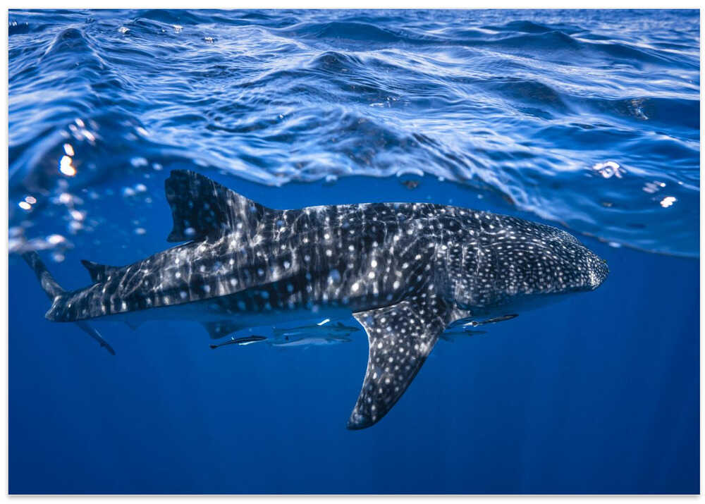 Whale shark : The biggest fish of the world