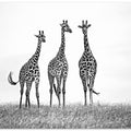 Giraffes in the  Mara plains