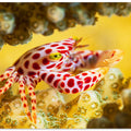 Red -Spotted Guard Crab