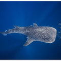 Whale shark and Tuna shoal