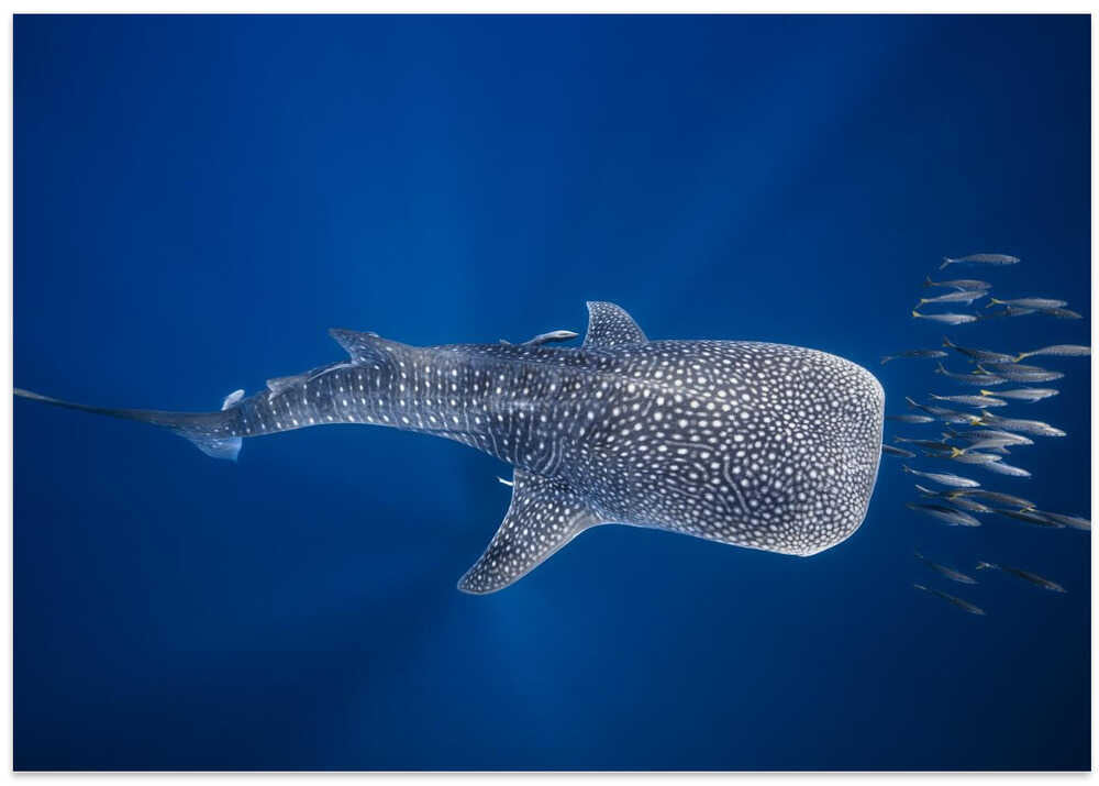 Whale shark and Tuna shoal