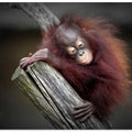 AFTER A PLAYFUL DAY (ORANG-UTAN BABY)