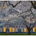 Art Prints of Morning at University of Washington