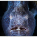 Close up : Frogfish