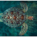 Green Turtle
