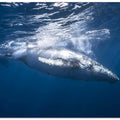 Humpback whale of Réunion Island