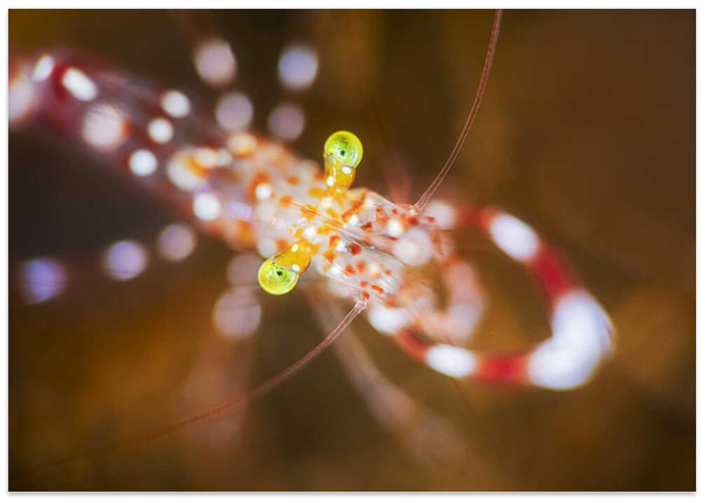 Close up : Anton Bruun cleaner shrimp