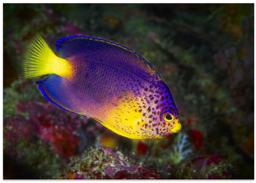 Blue Mauritius angelfish