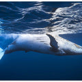 On the surface of the water: a humpback whale
