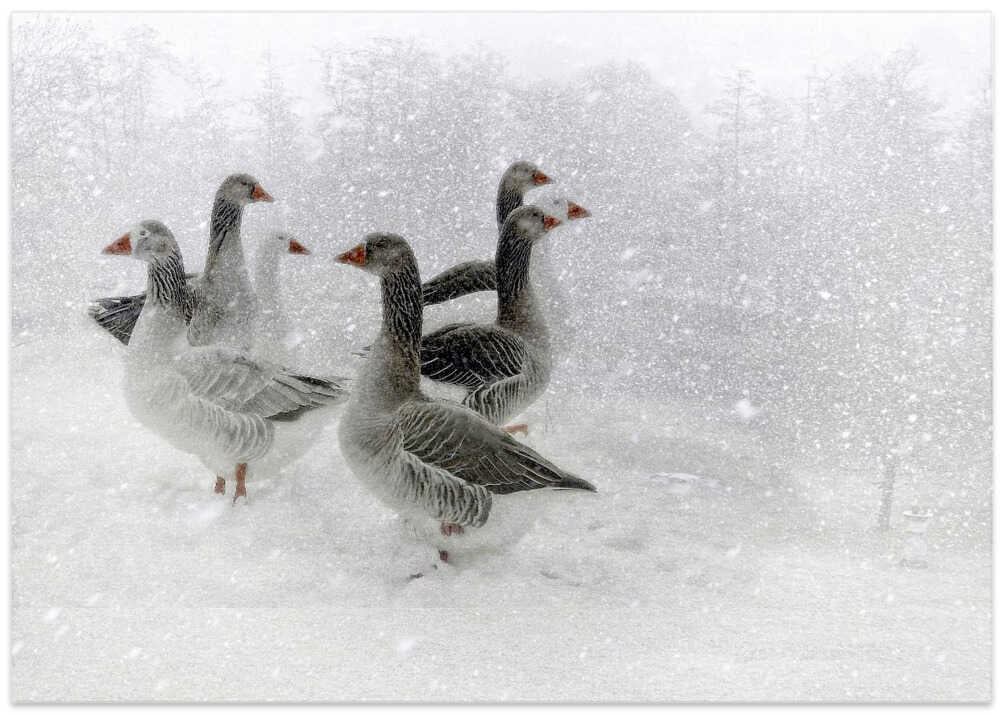 lost in a white world