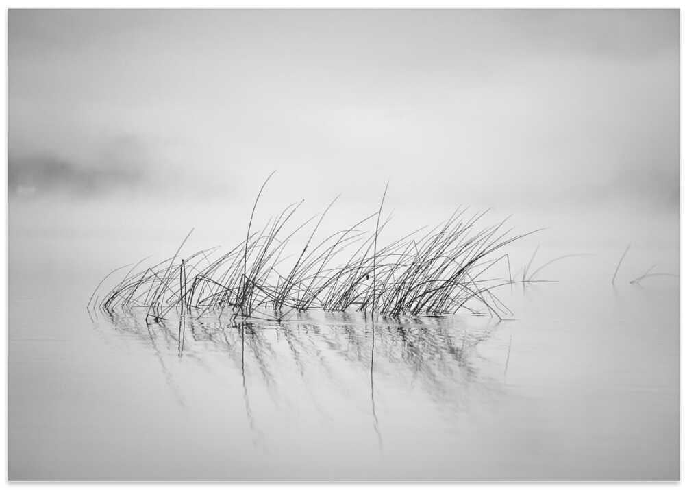 Reed in morning light