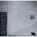 le chat noir