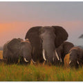 Elephent family in Amboseli