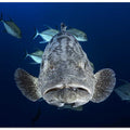 Face to face with a potato grouper